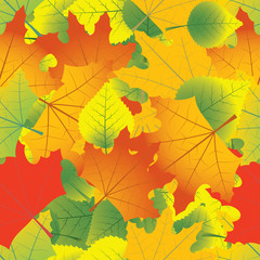 beautiful autumn leaves