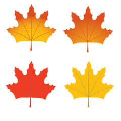 maple leaves