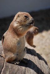 chien de prairie (cynomys) en alerte sur un tronc d'arbre