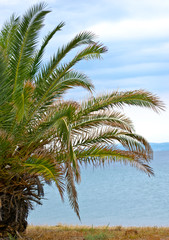 Fototapeta na wymiar Palmy na plaży brzegu morza