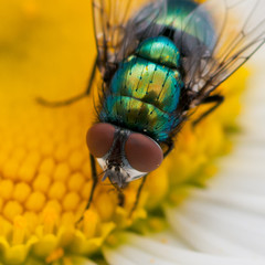 Hairy Green Back
