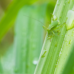 All Green