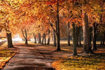 Fototapeta na wymiar Kolorowe liści w parku jesienią