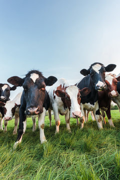 Curious Dutch milk cows