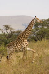Giraffe steps through the high grass, South Africa