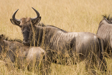 Wild antelope watches through the grassland.