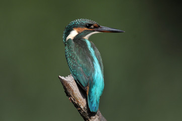 martin pêcheur 7