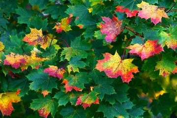 Naklejka na ściany i meble Maple leaves in the autumn
