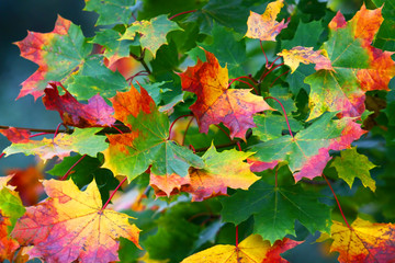Maple leaves in the autumn