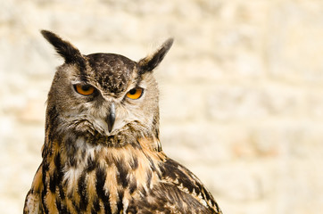 Eurasian Eagle Owl