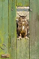 Eurasian Eagle Owl on barn door