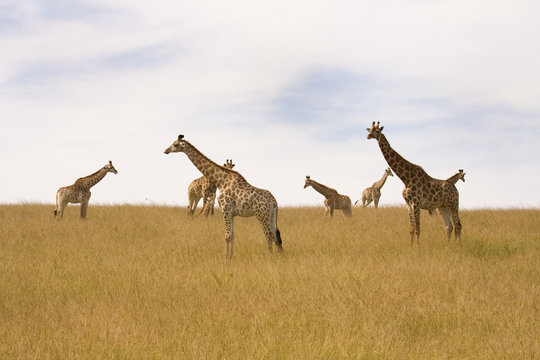 Herd of Giraffes resting on the plains