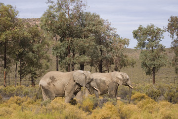 Obraz premium Couple of Elephants walking, South Africa