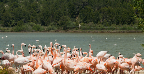 Obraz premium flamingos