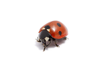 ladybug isolated