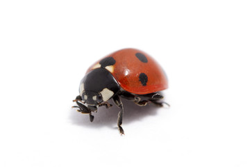 Fototapeta premium ladybug isolated