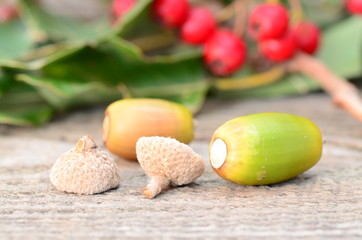 two acorns betwen leafs