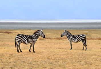 Fototapeta na wymiar Dwa Zebry w Ngorongoro Plains pozowanie