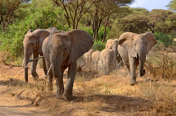 Big group of elephants walking in Lake Manyara