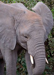 Detail of Baby Elephant's head