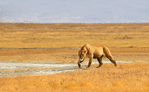 Female Lion Hunting in Grasslands of Ngorongoro