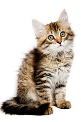 Siberian kitten
