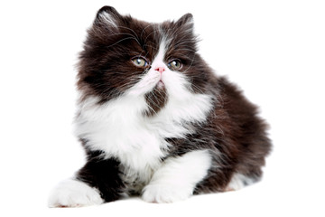 persian kitten