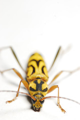 YELLOW BUG