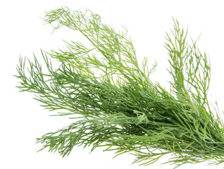 Bunch of Dill on white