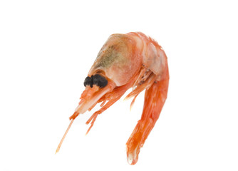 boiled shrimp isolated