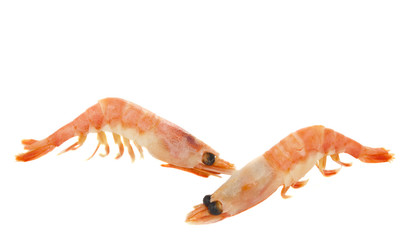 boiled shrimp isolated