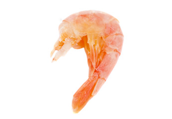 boiled shrimp isolated