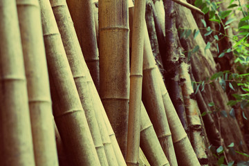Obraz premium bamboo