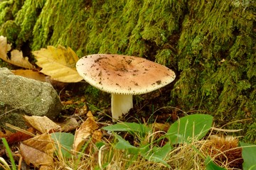 Russula olivacea
