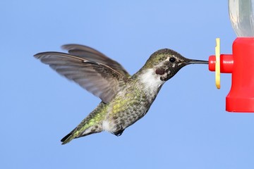 Annas Hummingbird (Calypte anna)