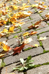 autumn leaf pavement