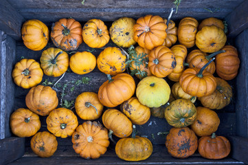 mini pumpkins
