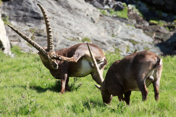 stambecchi maschi (capra ibex)