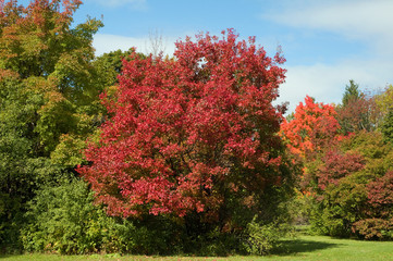 Naklejka premium Fall colours in park