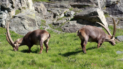 stambecchi maschi (capra ibex)