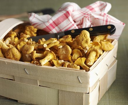 Fresh chanterelle mushrooms in a wooden basket with a knife and a dish cloth