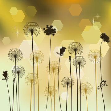 Fototapeta Floral background with dandelion