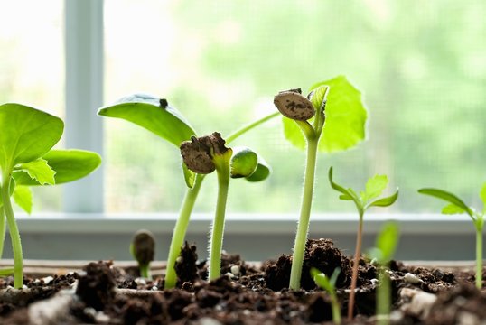 Zucchini Seedlings in a Window Sill