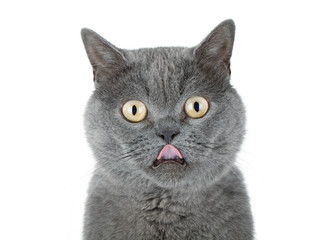 Fototapeta na wymiar Closeup portrait of a grey cat