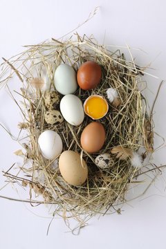 Various types of eggs on hay