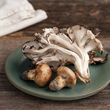 Wild Matsutake and Maitake Mushrooms Harvested in Maine