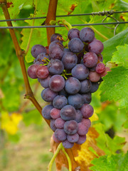 weintrauben
