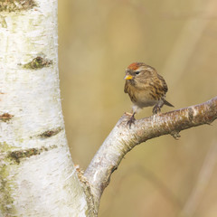 Redpoll (Carduelis flammea)