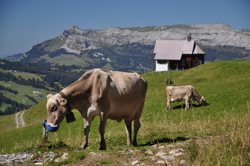 Fototapeta na wymiar Kühe an der Alpe Jänzimatt