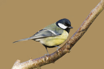 Great tit (Parus major)